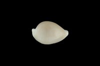 藏品(中華海兔螺)的圖片